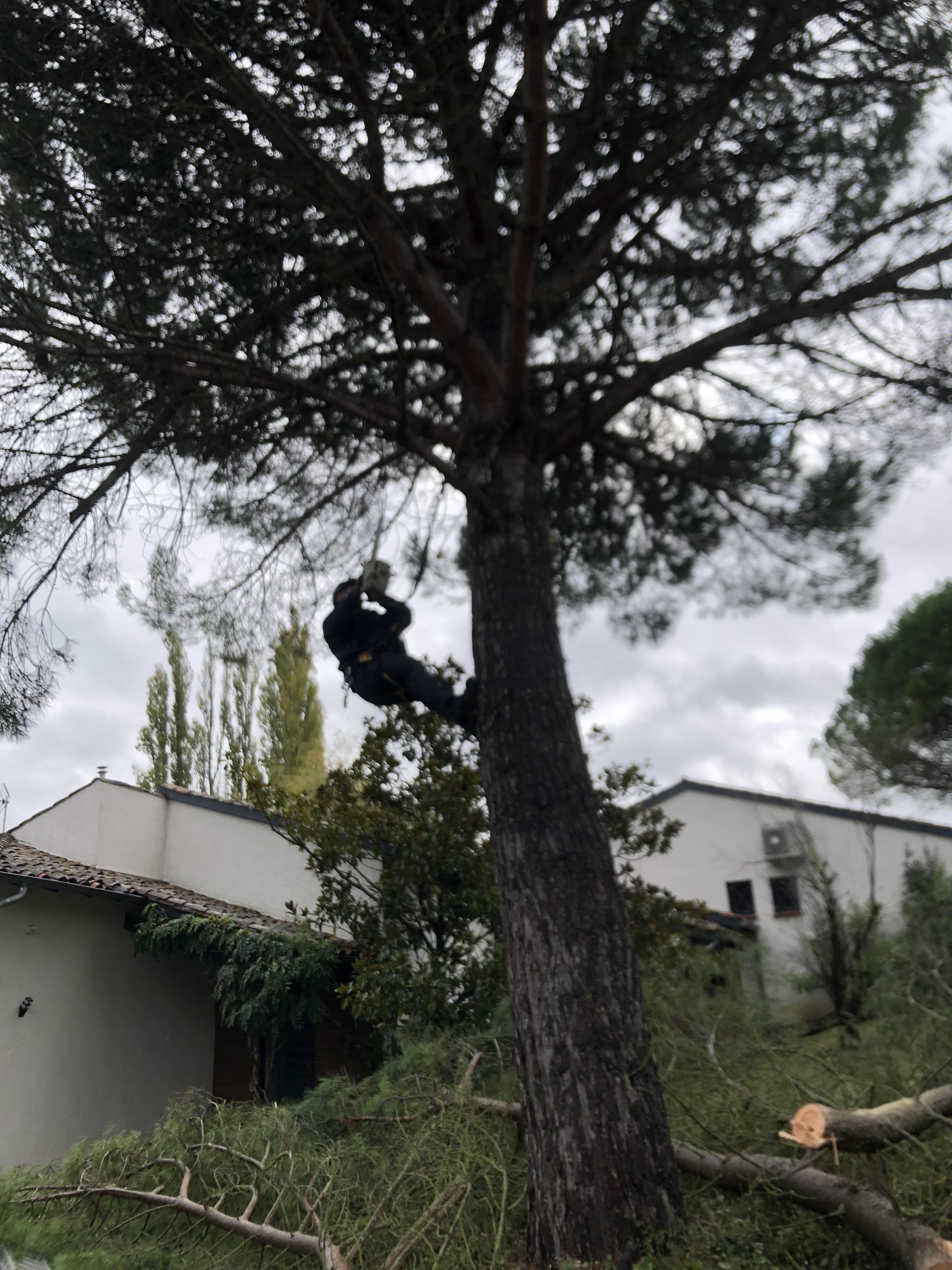 Élagage d'arbres professionnel