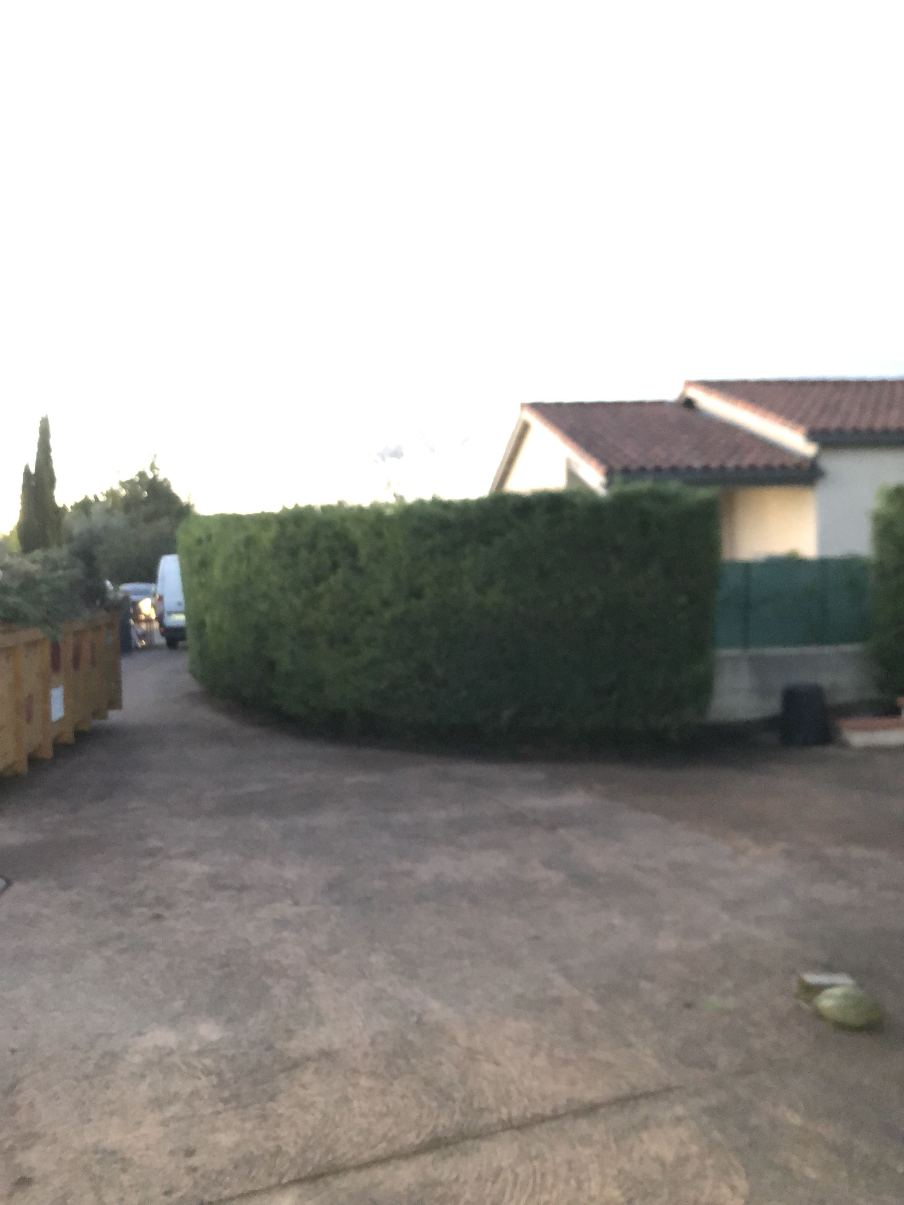 Taille de haies professionnelle